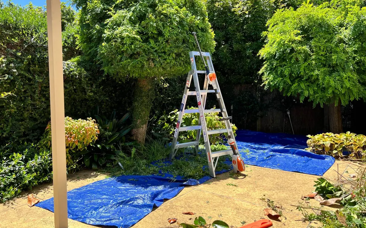 Battery hedge trimming in an Auckland garden