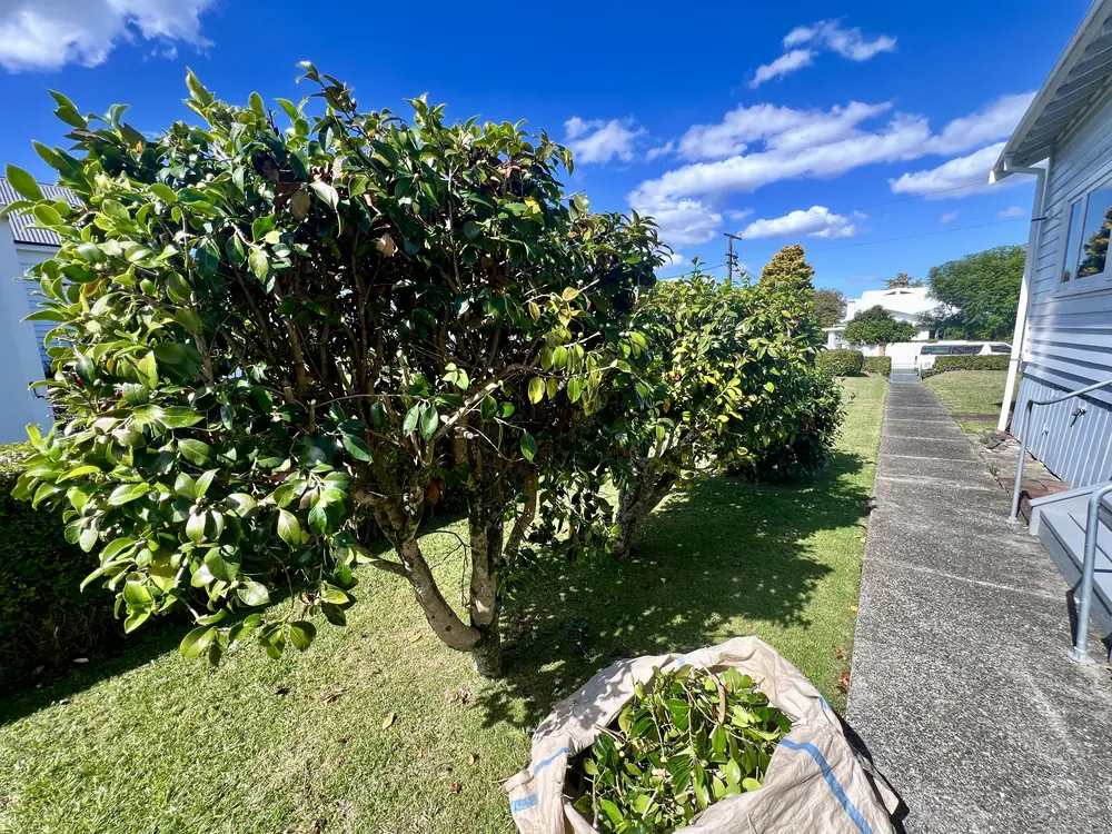 Before: large established camellias overgrowing the garden bed, Northcote Point