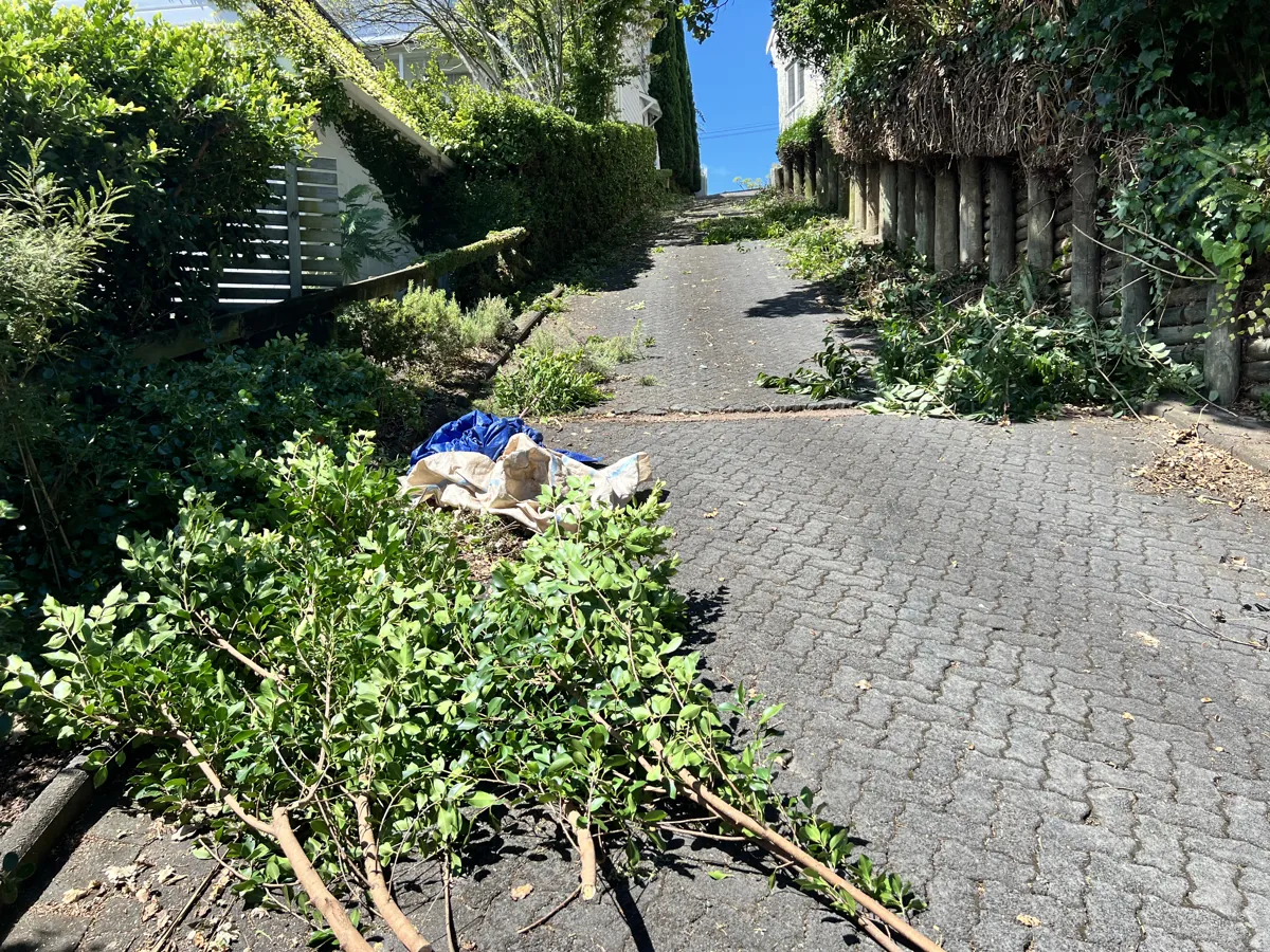 Overgrown shrubs along a driveway cut back and the green waste removed, Auckland