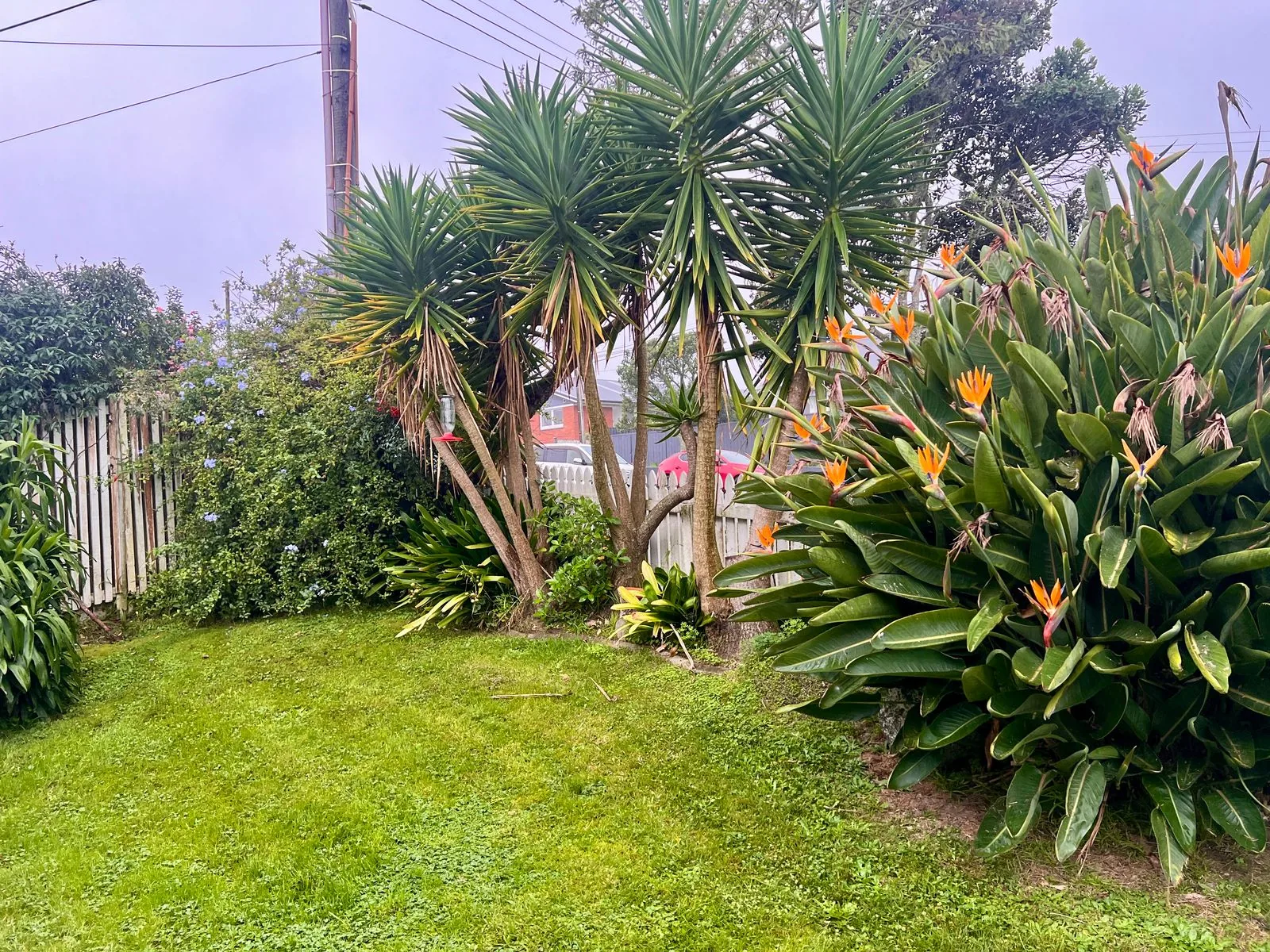 A lush Auckland garden with flowering bird-of-paradise and cabbage-tree palms