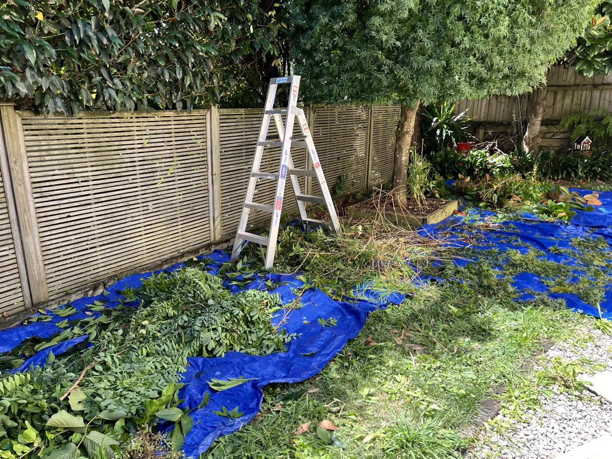 A neglected border cleared back along a fence line, Auckland