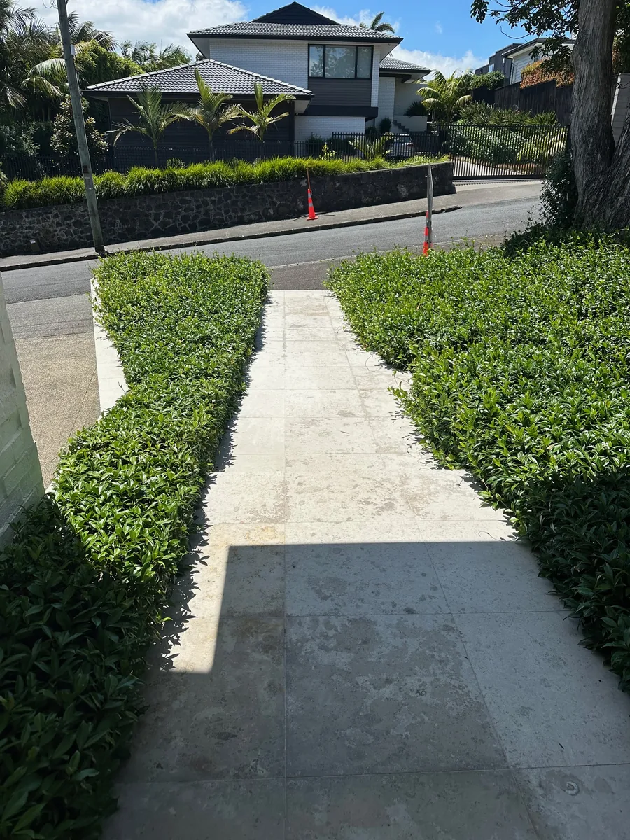 Neatly trimmed hedges along a clean path in Auckland