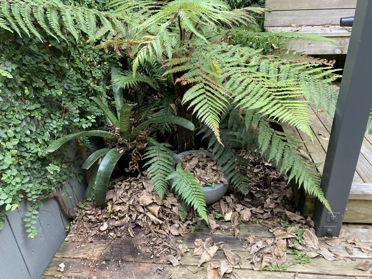 Ferns and overgrowth cut back off a deck and boundary, Auckland