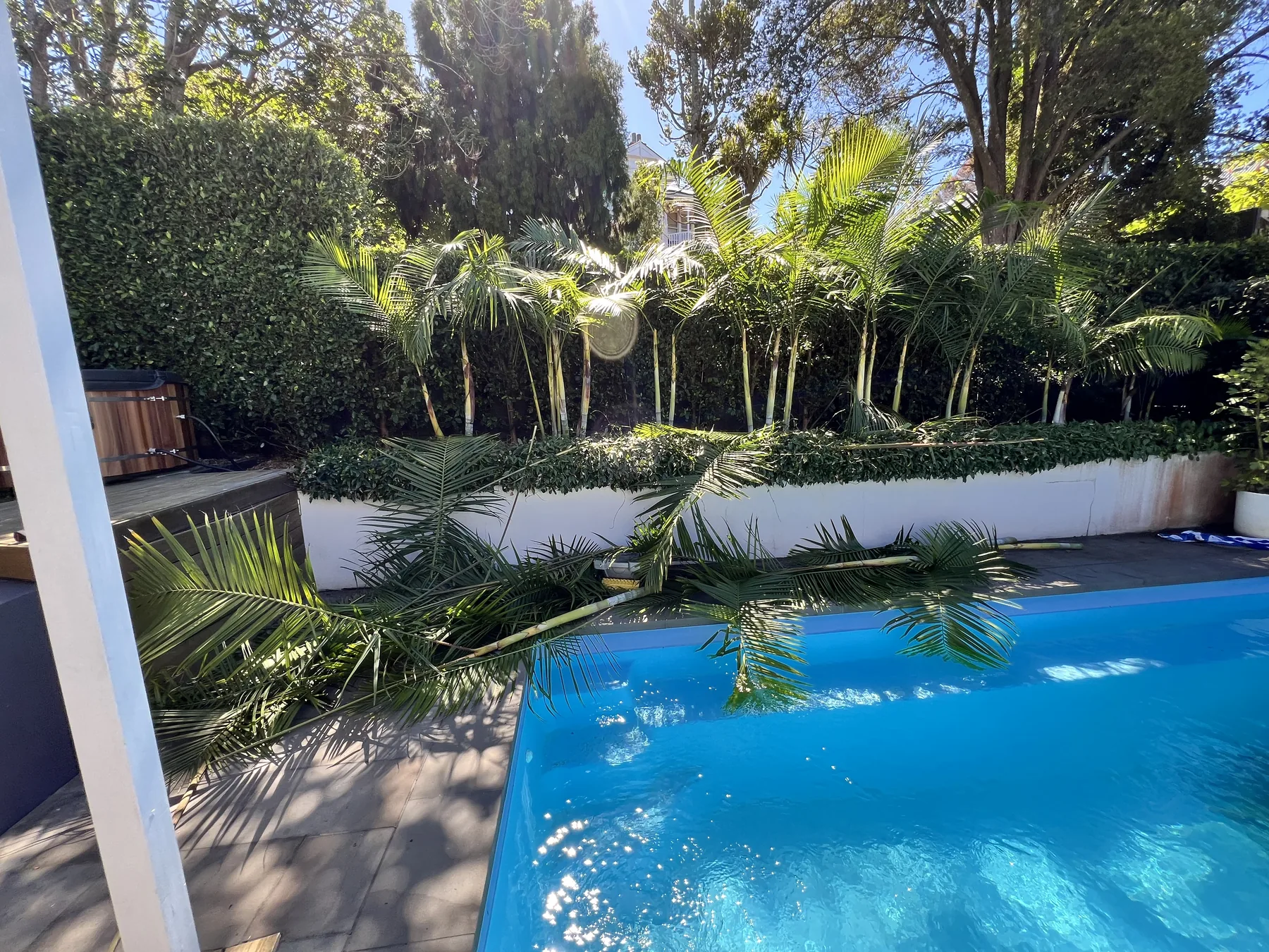 A premium Auckland garden with a swimming pool and palms