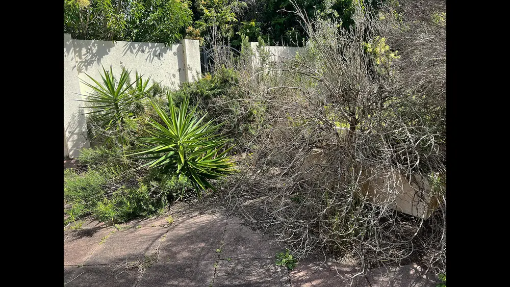 Before: neglected garden beds overgrown with weeds and shrubs, Sunnynook