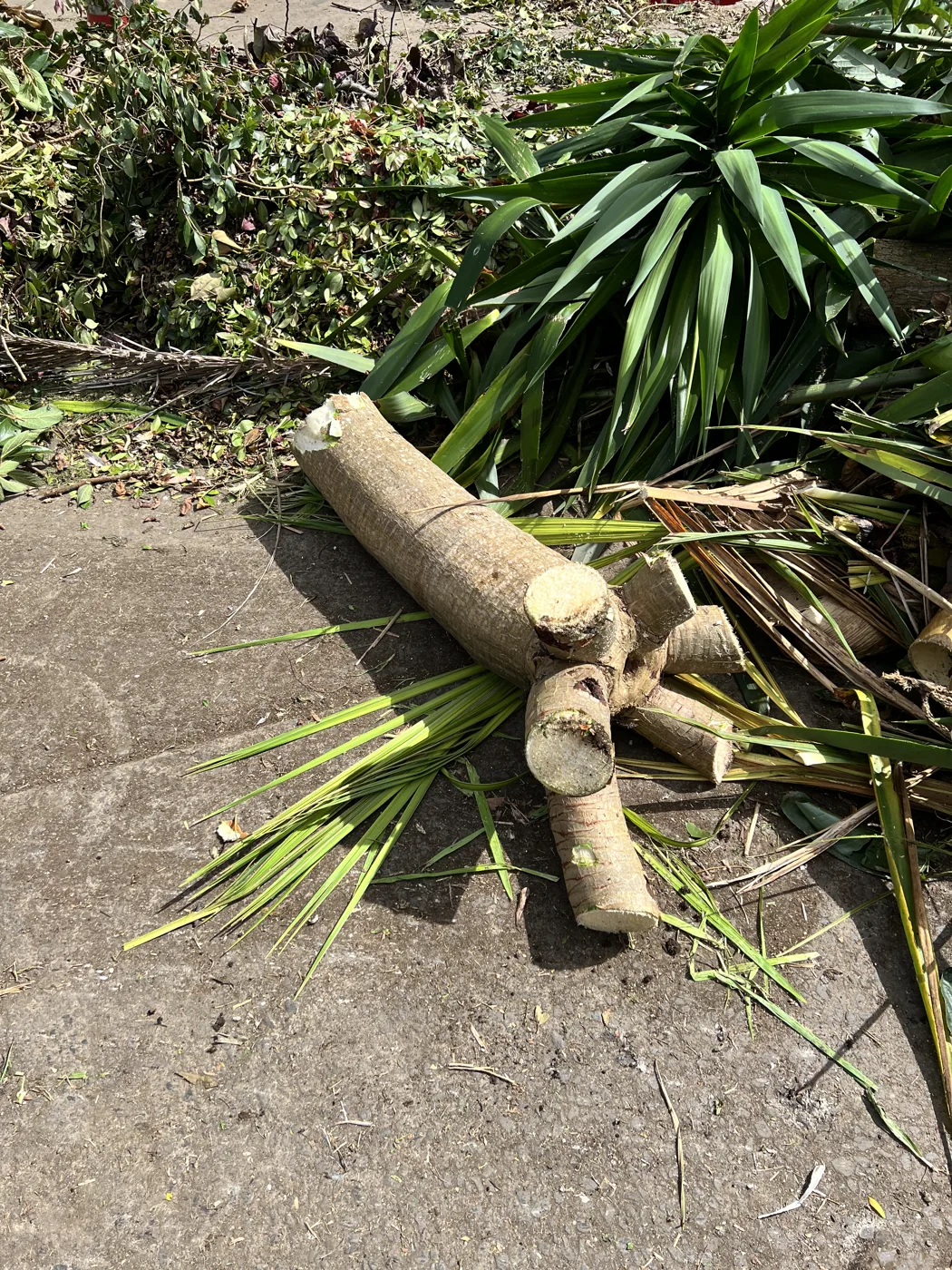 A small tree cut into sections for removal in Auckland