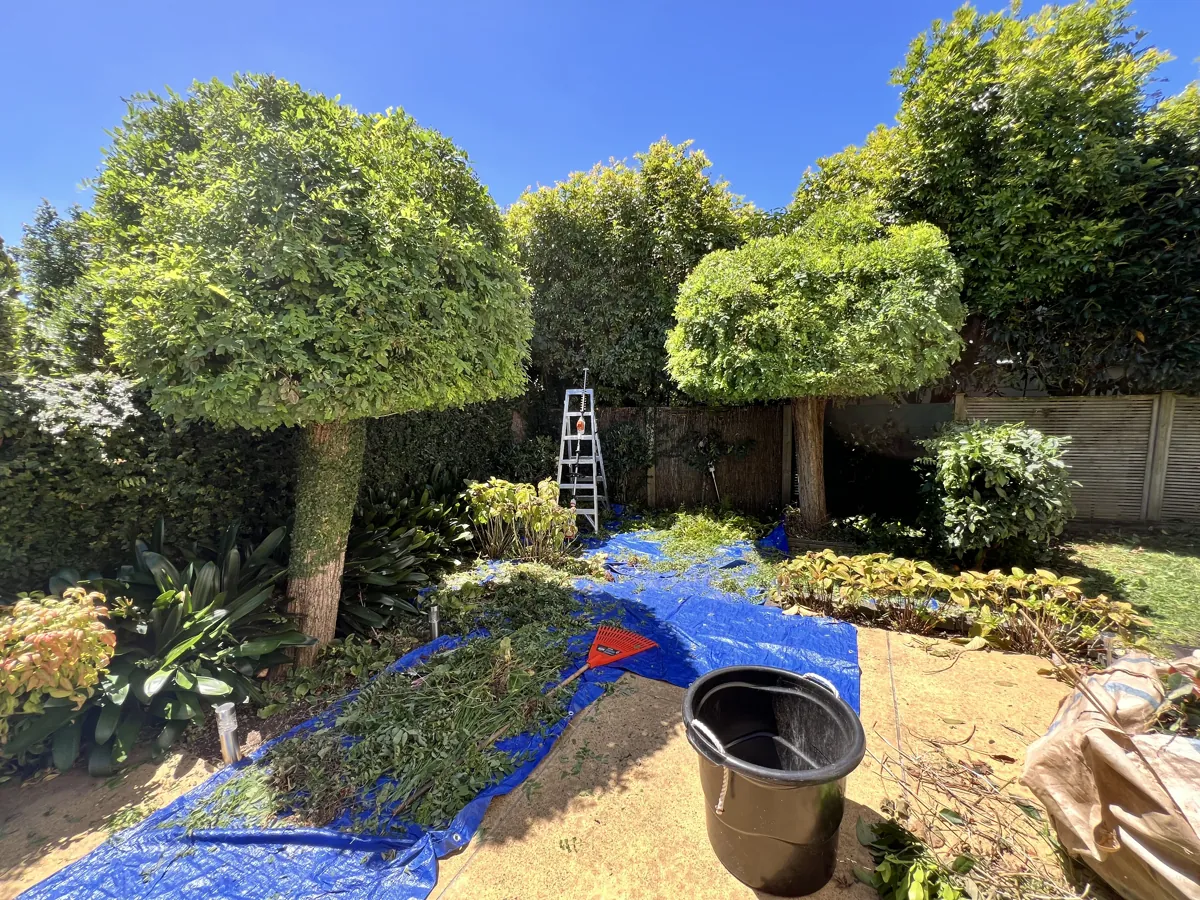 Shaped topiary and hedges being trimmed, clippings caught on tarps, Auckland
