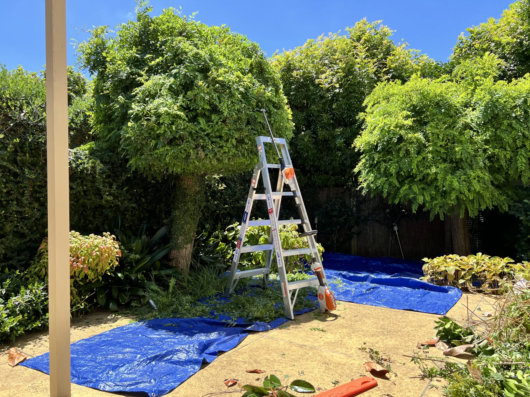 Battery-powered tree and hedge trimming in progress in Birkenhead, Auckland, clippings caught on tarps
