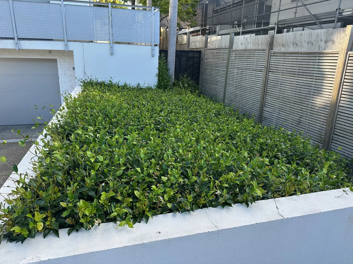 A low hedge cut back to a clean line beside a driveway, Auckland