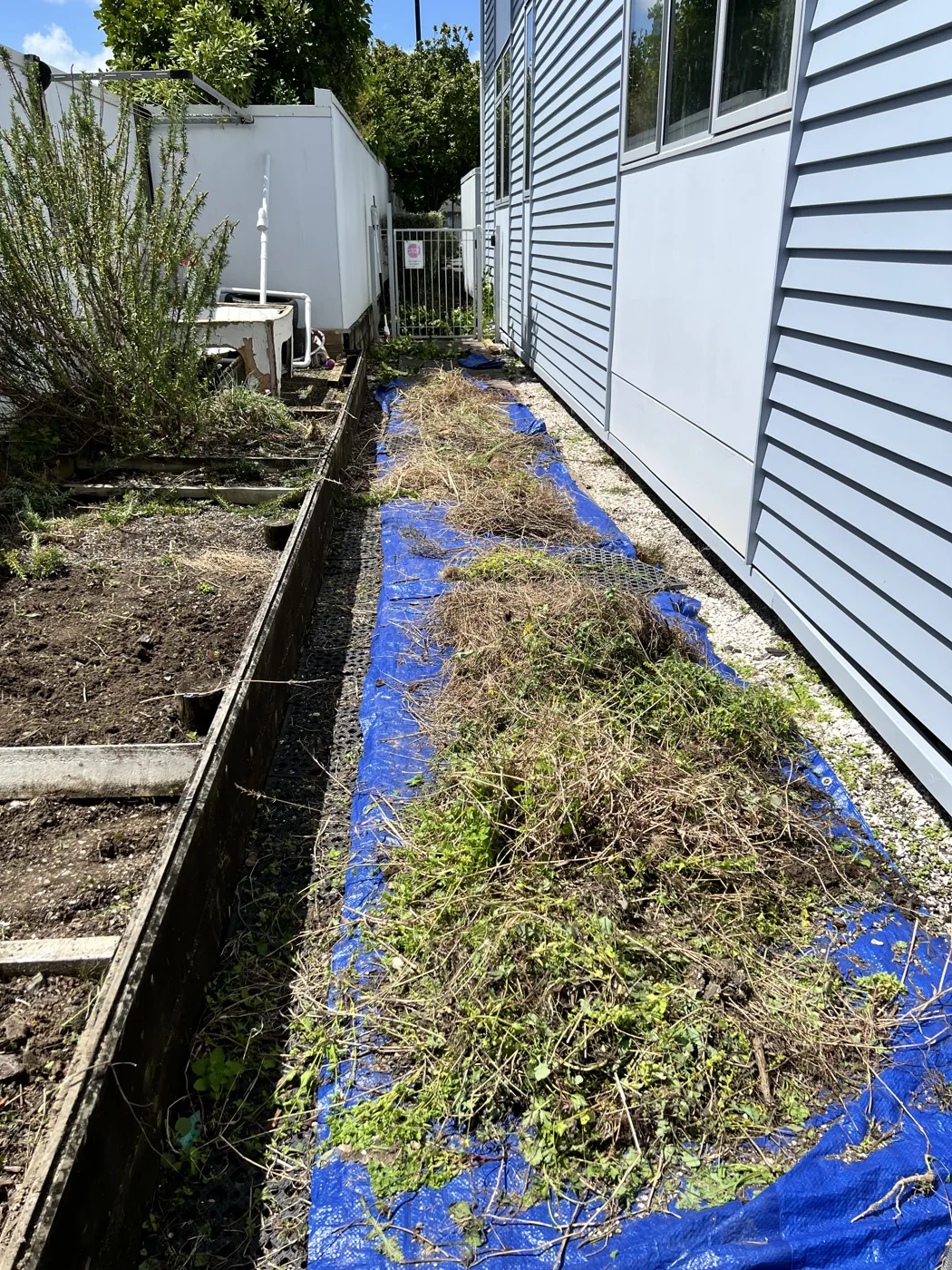 Weeds cleared from a garden border onto a tarp in Auckland