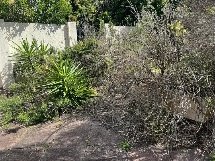 Before: neglected Sunnynook garden bed overgrown with weeds and shrubs