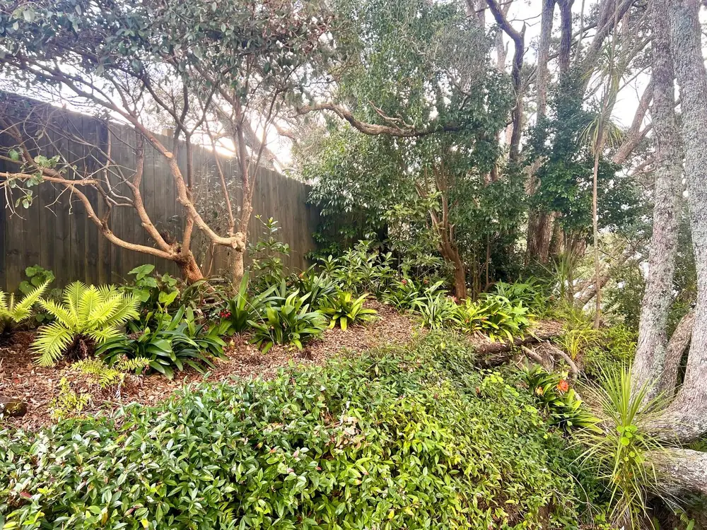 Monthly maintained garden in Auckland during winter
